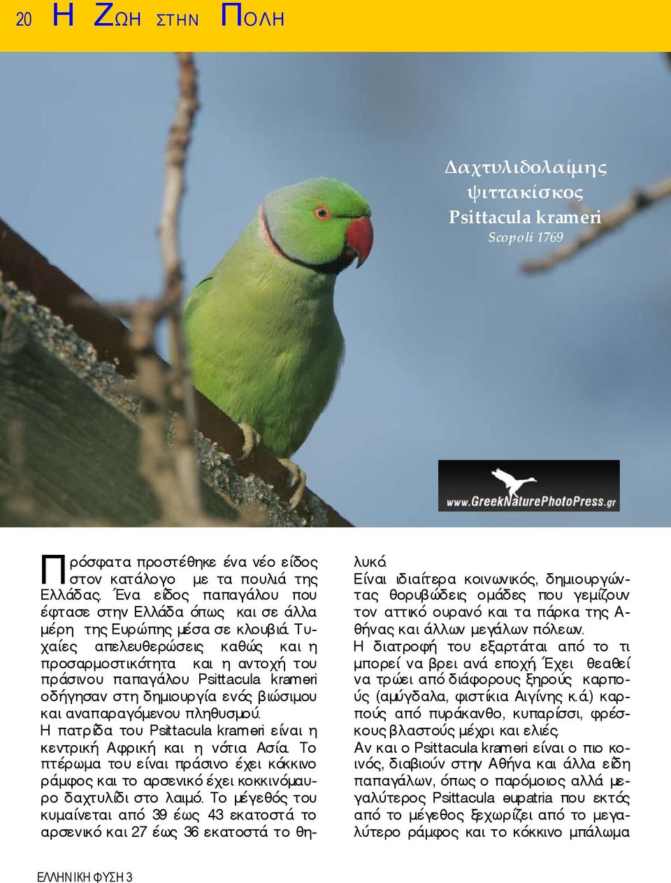 Τυχαίες απελευθερώσεις καθώς και η προσαρμοστικότητα και η αντοχή του πράσινου παπαγάλου Psittacula krameri οδήγησαν στη δημιουργία ενός βιώσιμου και αναπαραγόμενου πληθυσμού.