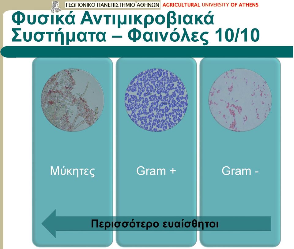 10/10 Μύκητες Gram +