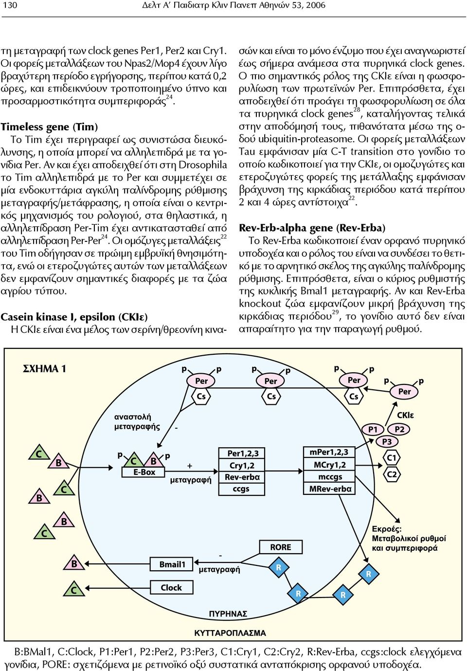 Timeless gene (Tim) Το Tim έχει περιγραφεί ως συνιστώσα διευκόλυνσης, η οποία μπορεί να αλληλεπιδρά με τα γονίδια Per.