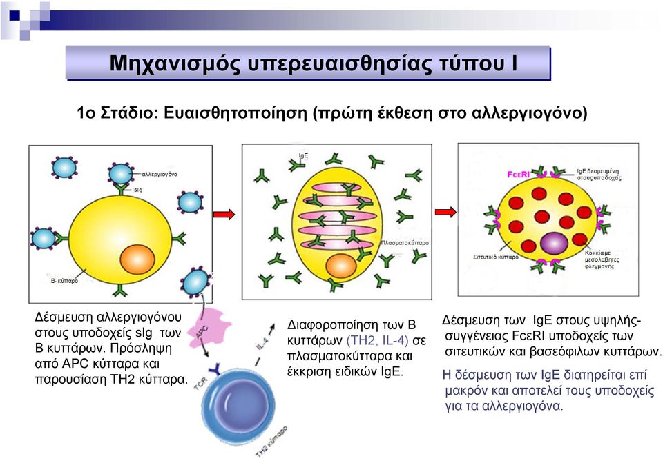 ιαφοροποίηση των Β κυττάρων (ΤΗ2, IL-4) σε πλασµατοκύτταρα και έκκριση ειδικών IgE.