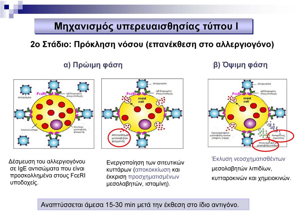 Ενεργοποίηση των σιτευτικών κυττάρων (αποκοκκίωση και έκκριση προσχηµατισµένων µεσολαβητών, ισταµίνη).