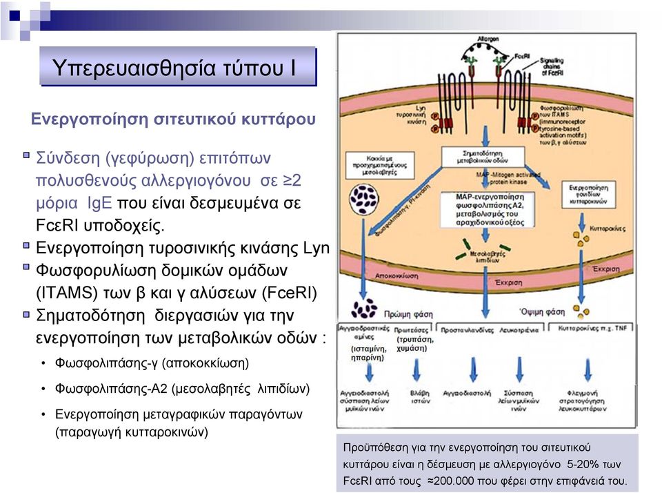 Ενεργοποίηση τυροσινικής κινάσης Lyn Φωσφορυλίωση δοµικών οµάδων (ΙΤΑΜS) των β και γ αλύσεων (FceRΙ) Σηµατοδότηση διεργασιών για την ενεργοποίηση των