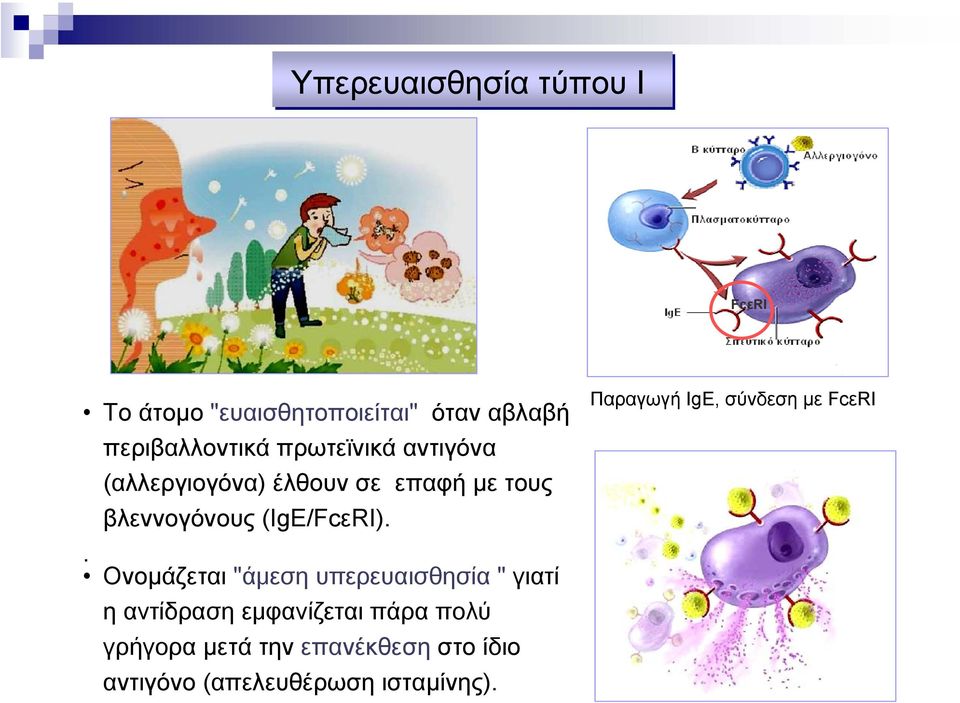 . Ονοµάζεται "άμεση υπερευαισθησία " γιατί η αντίδραση εμφανίζεται πάρα πολύ γρήγορα