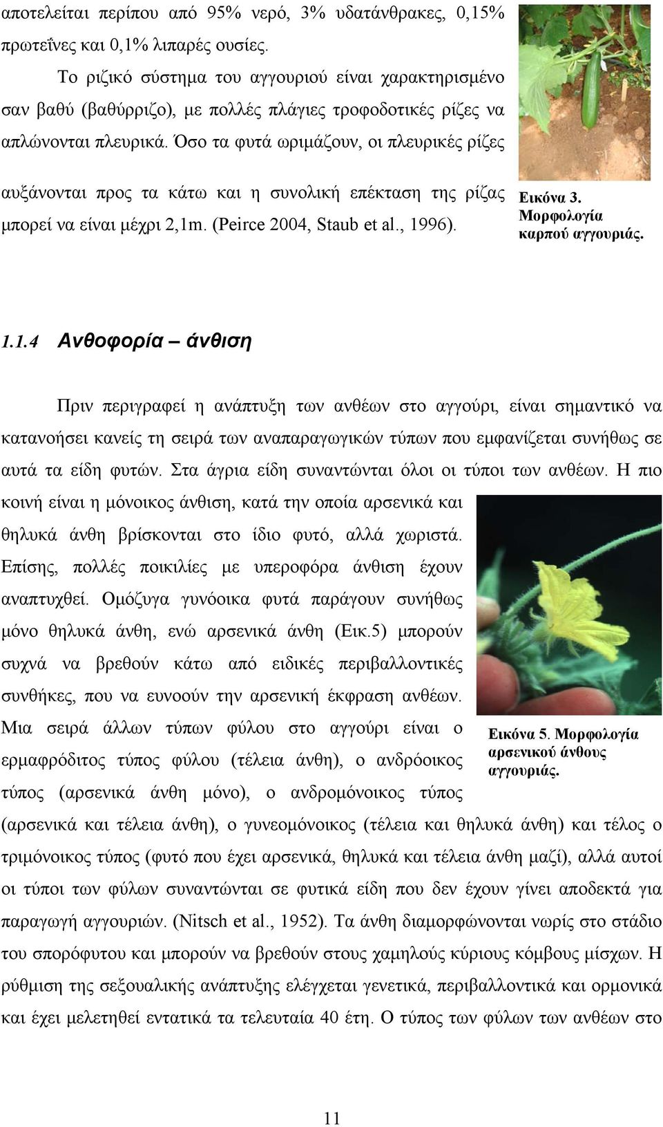 Όσο τα φυτά ωριμάζουν, οι πλευρικές ρίζες αυξάνονται προς τα κάτω και η συνολική επέκταση της ρίζας μπορεί να είναι μέχρι 2,1m. (Peirce 2004, Staub et al., 1996). Εικόνα 3.