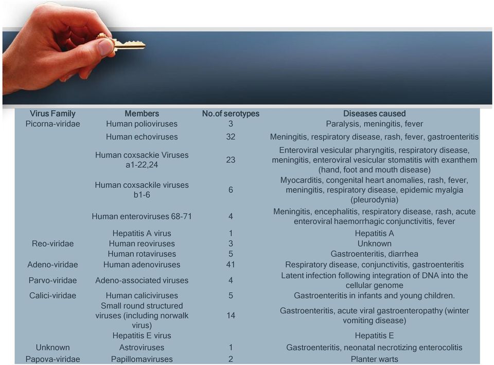 Viruses a1-22,24 Human coxsackile viruses b1-6 Human enteroviruses 68-71 4 23 6 Enteroviral vesicular pharyngitis, respiratory disease, meningitis, enteroviral vesicular stomatitis with exanthem