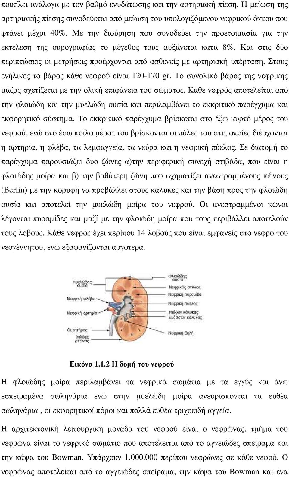 Στους ενήλικες το βάρος κάθε νεφρού είναι 120-170 gr. Το συνολικό βάρος της νεφρικής µάζας σχετίζεται µε την ολική επιφάνεια του σώµατος.