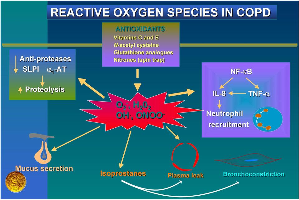 trap) NF-κB Proteolysis O - 2, H 2 0 2 OH.