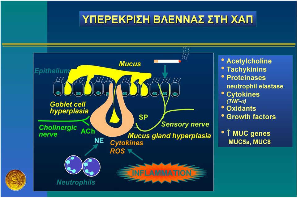 Acetylcholine Tachykinins Proteinases neutrophil elastase Cytokines