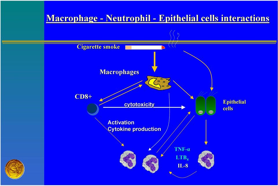Macrophages CD8+ cytotoxicity Activation