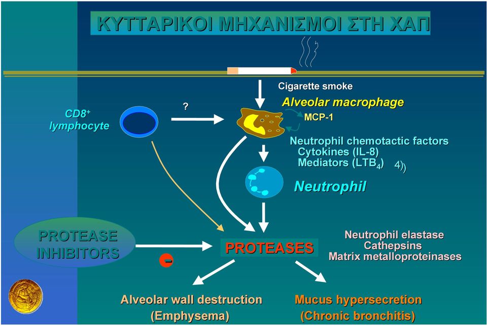 (IL-8) Mediators (LTB 4 ) 4 )) Neutrophil PROTEASE INHIBITORS - PROTEASES Neutrophil