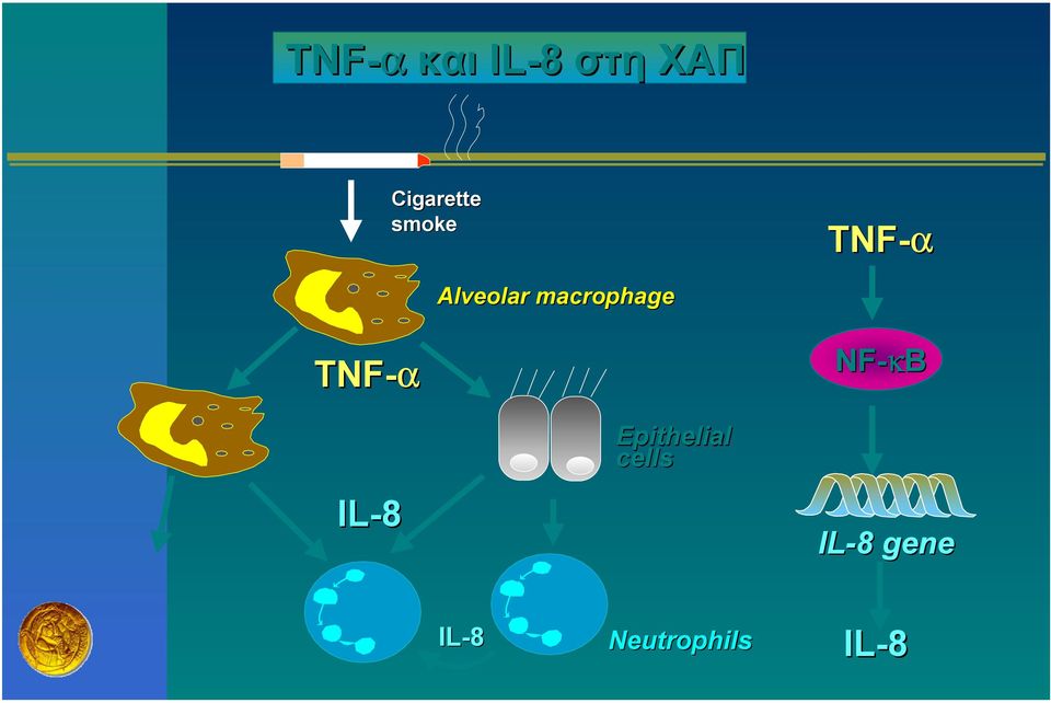 TNF-α IL-8 Epithelial cells