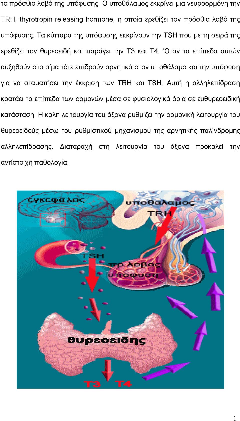 Οταν τα επίπεδα αυτών αυξηθούν στο αίµα τότε επιδρούν αρνητικά στον υποθάλαµο και την υπόφυση για να σταµατήσει την έκκριση των ΤRH και TSH.