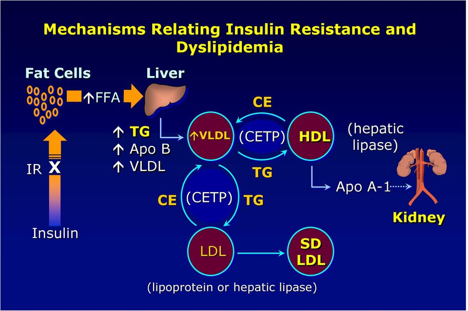 Apo B VLDL CE VLDL (CETP) LDL (CETP) TG TG HDL SD LDL