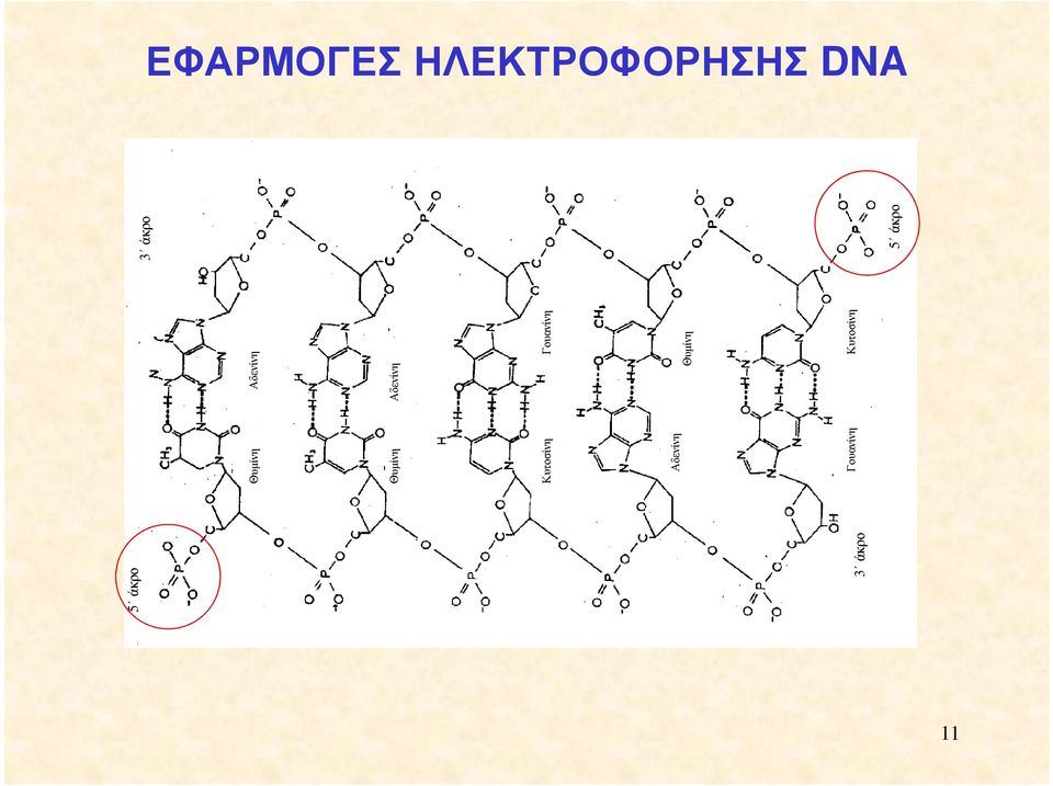 Θυµίνη Αδενίνη Κυτοσίνη Γουανίνη