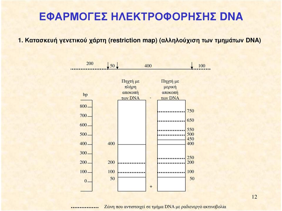 100 bp Πηχτή µε πλήρη αποκοπή των DNA - Πηχτή µε µερική αποκοπή των DNA 800 700 600