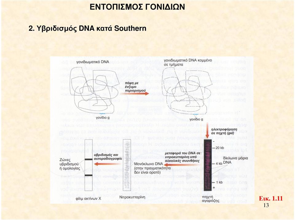 Υβριδισµός DNA