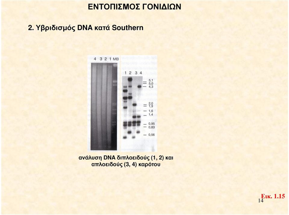 ανάλυση DNA διπλοειδούς (1, 2)