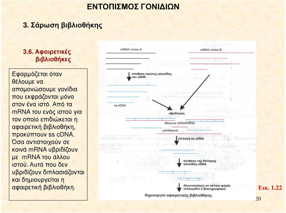 ιστό. Από τα mrna του ενός ιστού για τον οποίο επιδιώκεται η αφαιρετική βιβλιοθήκη, προκύπτουν ss cdna.