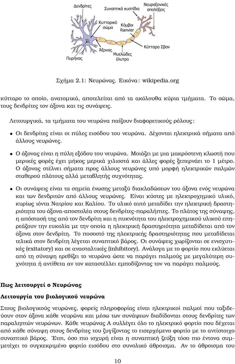 Ο άξονας είναι η πύλη εξόδου του νευρώνα. Μοιάζει µε µια µακρόστενη κλωστή που µερικές ϕορές έχει µήκος µερικά χιλιοστά και άλλες ϕορές ξεπερνάει το 1 µέτρο.