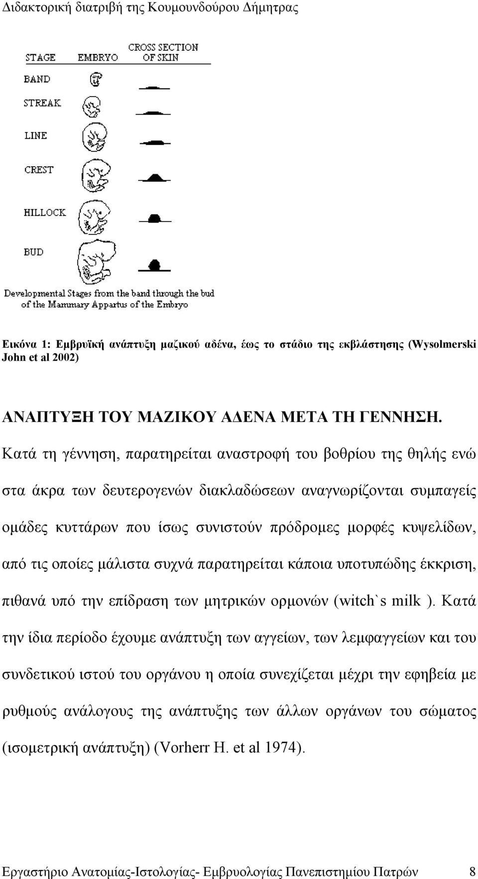 τις οποίες μάλιστα συχνά παρατηρείται κάποια υποτυπώδης έκκριση, πιθανά υπό την επίδραση των μητρικών ορμονών (witch`s milk ).