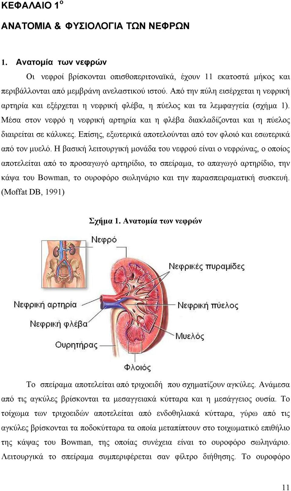 Μέσα στον νεφρό η νεφρική αρτηρία και η φλέβα διακλαδίζονται και η πύελος διαιρείται σε κάλυκες. Επίσης, εξωτερικά αποτελούνται από τον φλοιό και εσωτερικά από τον µυελό.