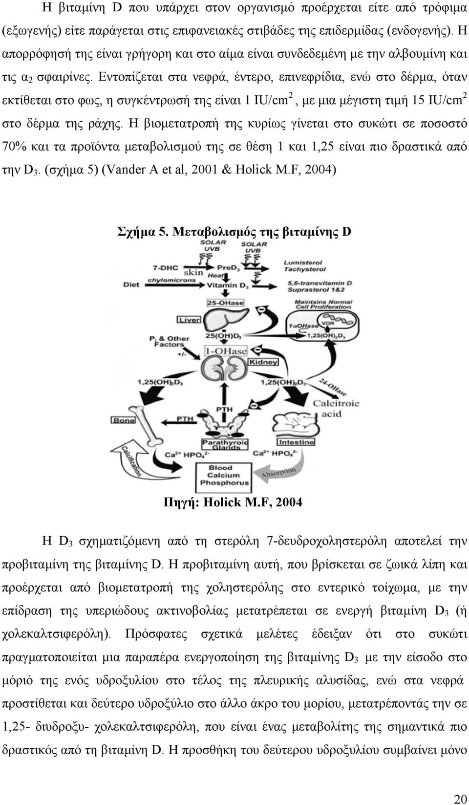 Εντοπίζεται στα νεφρά, έντερο, επινεφρίδια, ενώ στο δέρµα, όταν εκτίθεται στο φως, η συγκέντρωσή της είναι 1 IU/cm 2, µε µια µέγιστη τιµή 15 IU/cm 2 στο δέρµα της ράχης.