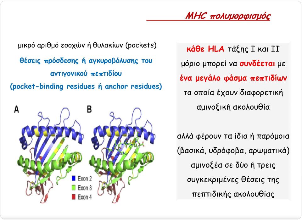 να συνδέεται µε ένα µεγάλο φάσµα πεπτιδίων τα οποία έχουν διαφορετική αµινοξική ακολουθία αλλά φέρουν τα