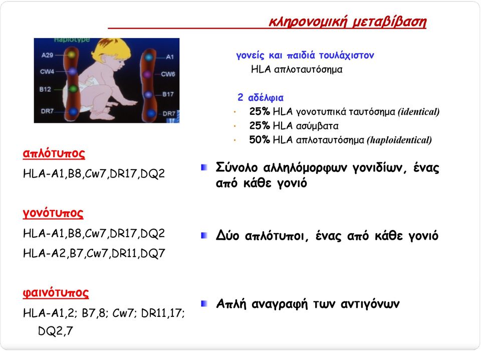 Σύνολο αλληλόµορφων γονιδίων, ένας από κάθε γονιό γονότυπος HLA-Α1,Β8,Cw7,DR17,DQ2 HLA-A2,B7,Cw7,DR11,DQ7