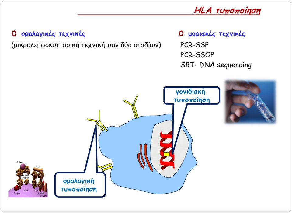 o µοριακές τεχνικές PCR-SSP PCR-SSOP SBT- DNA