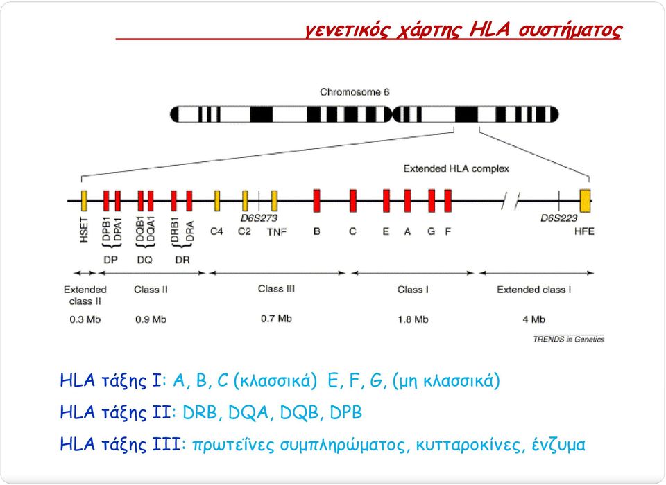 HLA τάξης ΙΙ: DRB, DQA, DQB, DPB HLA τάξης