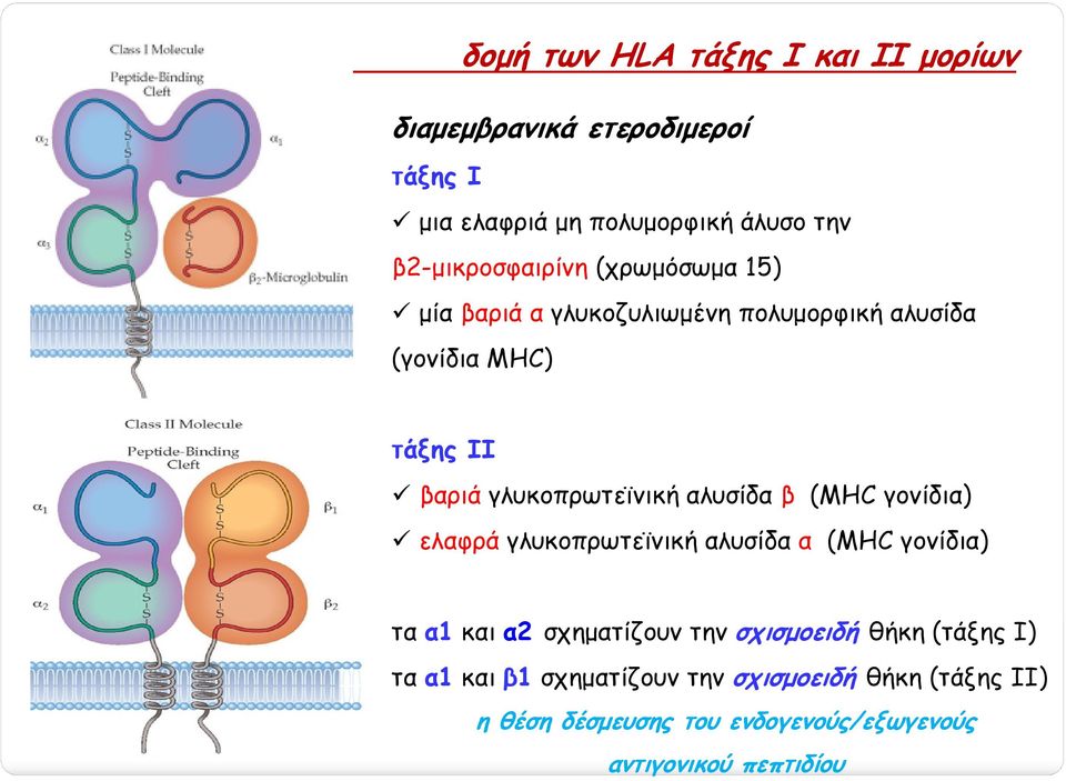 γλυκοπρωτεϊνική αλυσίδα β (MHC γονίδια) ελαφρά γλυκοπρωτεϊνική αλυσίδα α (MHC γονίδια) τα α1 και α2 σχηµατίζουν την