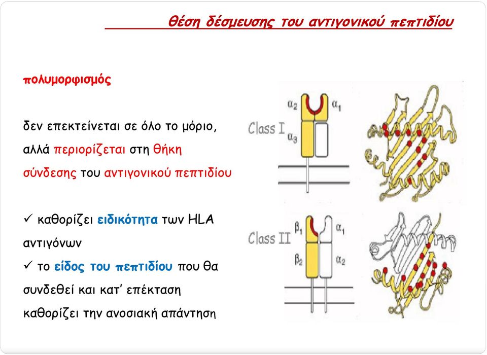 αντιγονικού πεπτιδίου καθορίζει ειδικότητα των HLA αντιγόνων το είδος