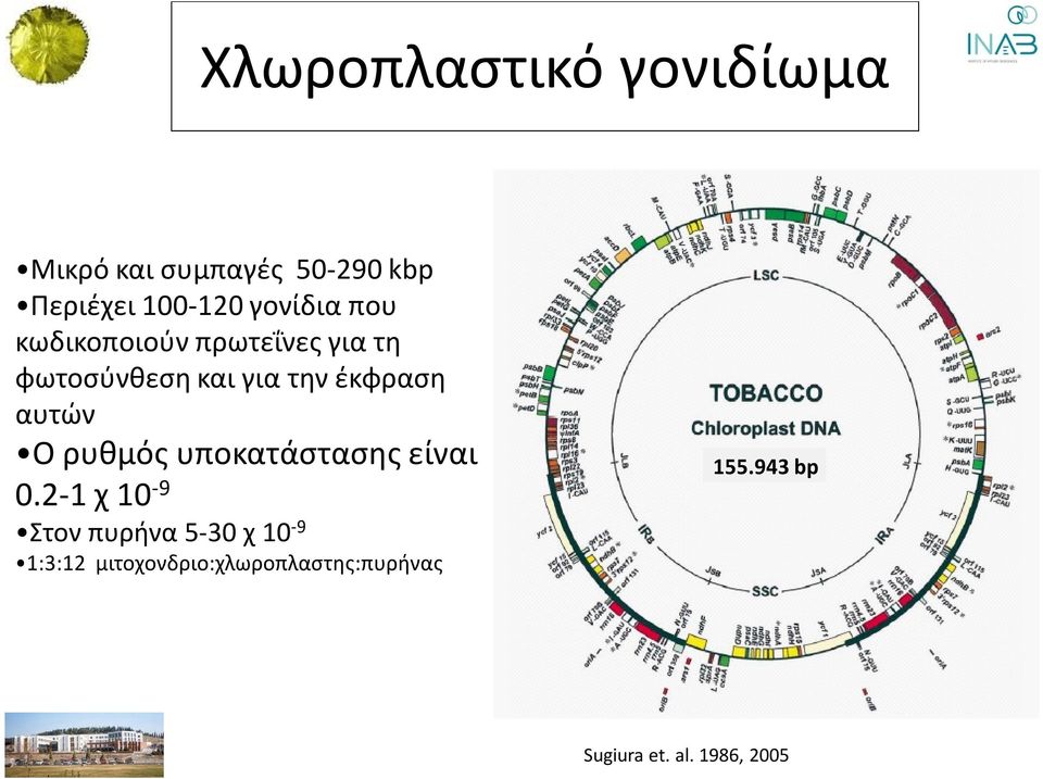 αυτών Ο ρυθμός υποκατάστασης είναι 0.