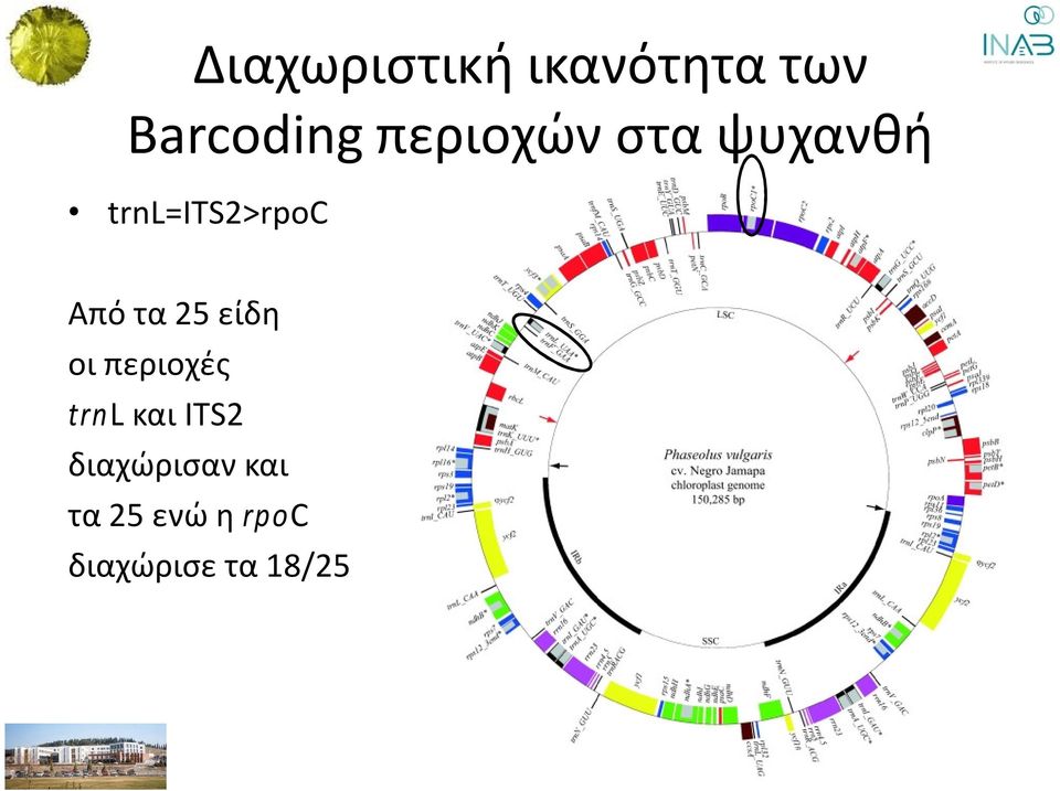 τα 25 είδη oι περιοχές trnl και ITS2