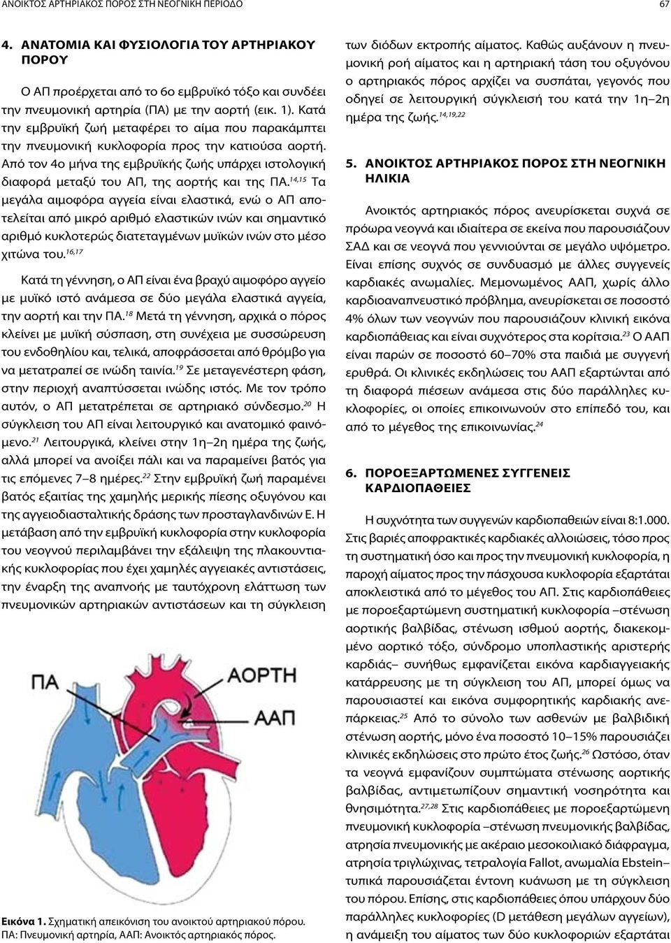 Από τον 4ο μήνα της εμβρυϊκής ζωής υπάρχει ιστολογική διαφορά μεταξύ του ΑΠ, της αορτής και της ΠΑ.