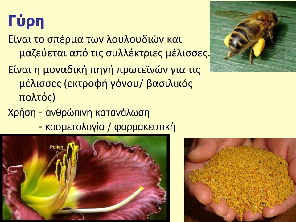Είναι η μοναδική πηγή πρωτεϊνών για τις μέλισσες