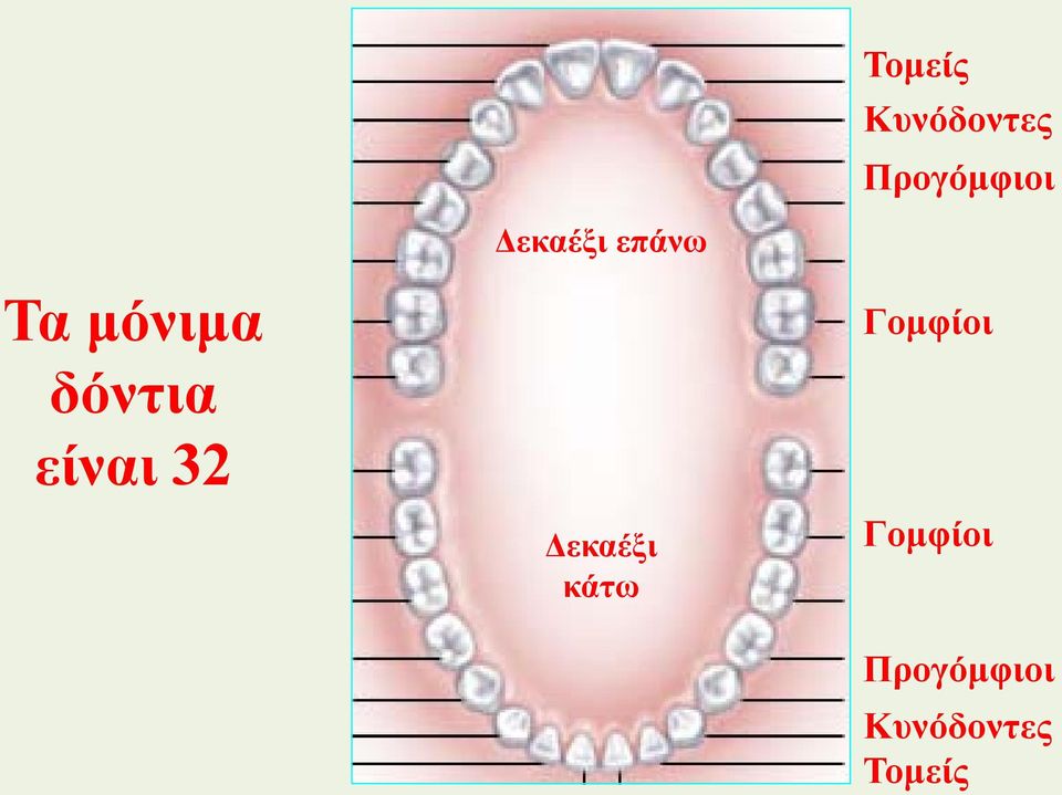 επάνω Δεκαέξι κάτω Γομφίοι