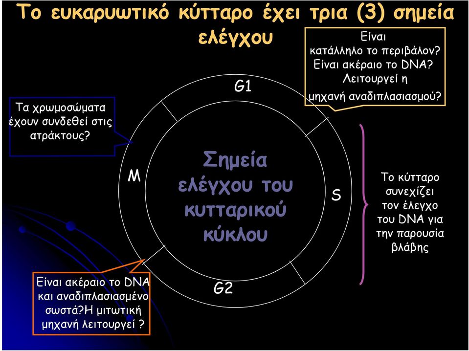 Είναι ακέρaιο το DNA? Λειτουργεί η µηχανή αναδιπλασιασµού?