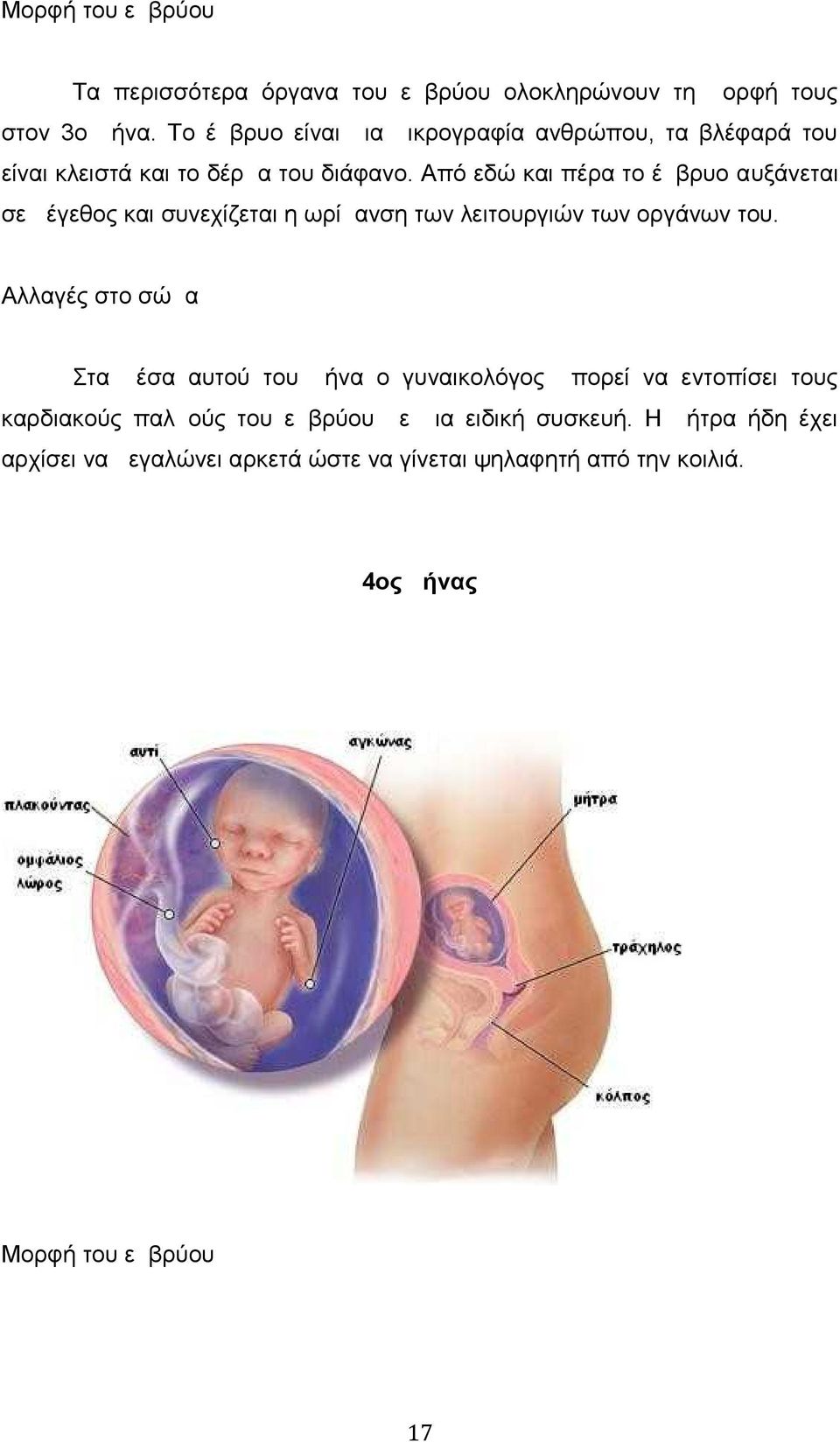 Από εδώ και πέρα το έμβρυο αυξάνεται σε μέγεθος και συνεχίζεται η ωρίμανση των λειτουργιών των οργάνων του.