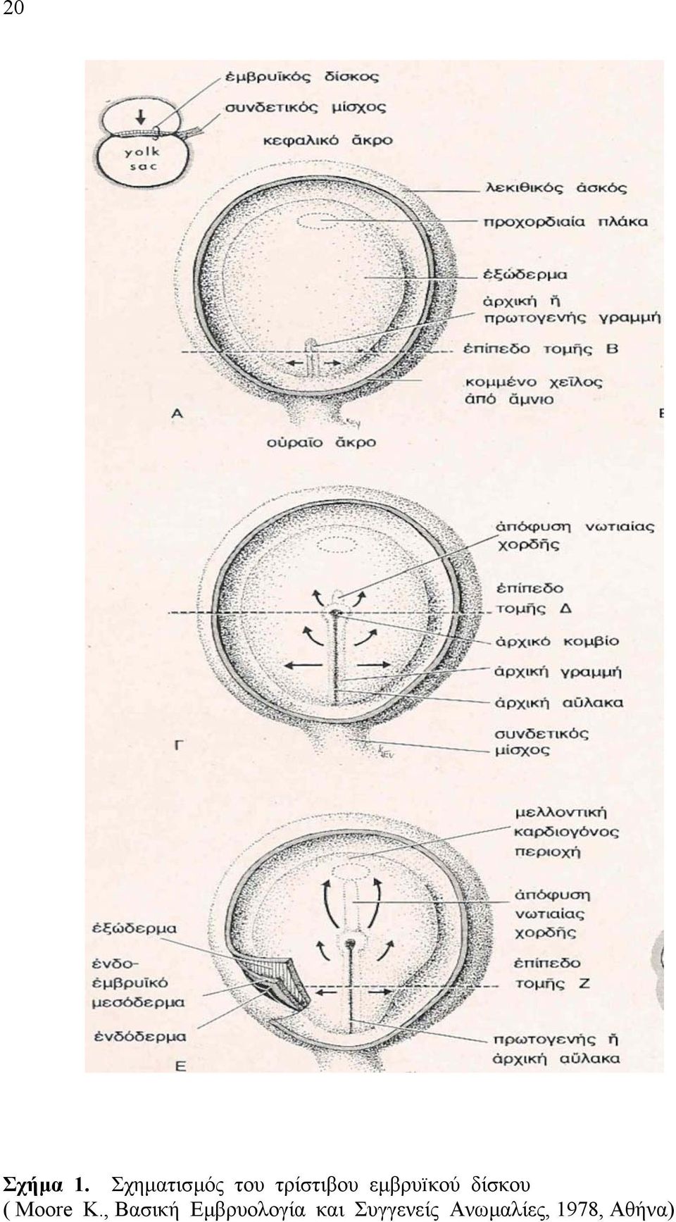 εµβρυïκού δίσκου ( Moore K.