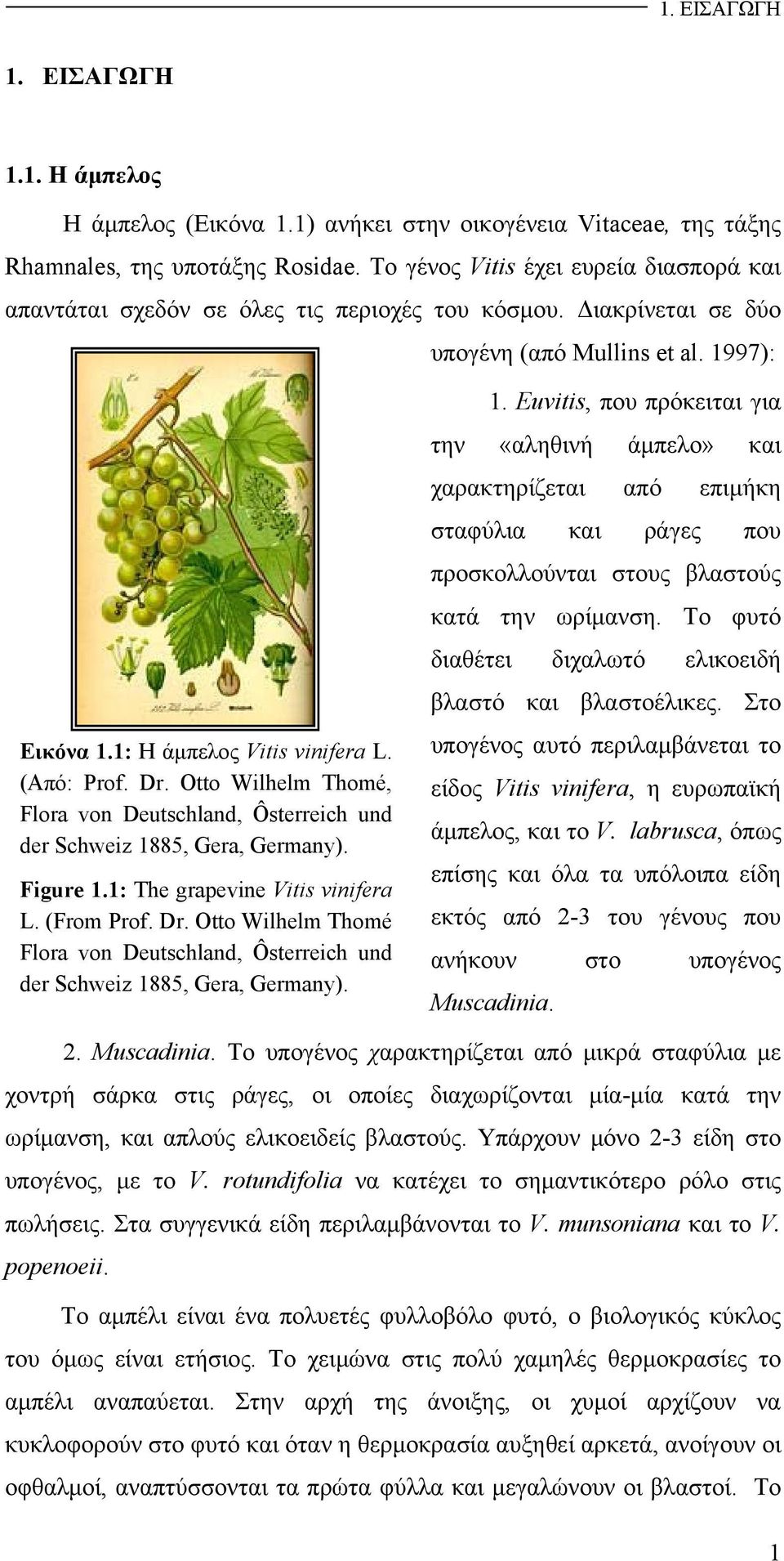 Otto Wilhelm Thomé, Flora von Deutschland, Ôsterreich und der Schweiz 1885, Gera, Germany). Figure 1.1: The grapevine Vitis vinifera L. (From Prof. Dr.