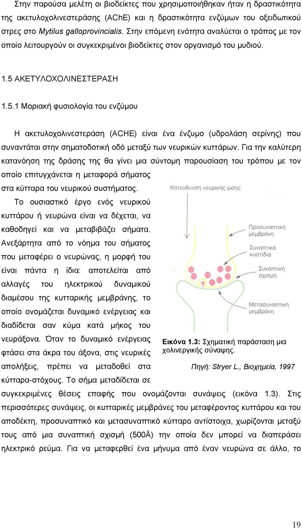 ΑΚΕΤΥΛΟΧΟΛΙΝΕΣΤΕΡΑΣΗ 1.5.1 Μοριακή φυσιολογία του ενζύμου Η ακετυλοχολινεστεράση (ACHE) είναι ένα ένζυμο (υδρολάση σερίνης) που συναντάται στην σηματοδοτική οδό μεταξύ των νευρικών κυττάρων.