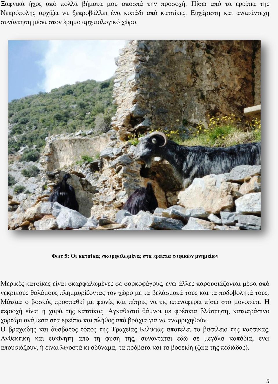 Φωτ 5: Οι κατσίκες σκαρφαλωμένες στα ερείπια ταφικών μνημείων Μερικές κατσίκες είναι σκαρφαλωμένες σε σαρκοφάγους, ενώ άλλες παρουσιάζονται μέσα από νεκρικούς θαλάμους πλημμυρίζοντας τον χώρο με τα