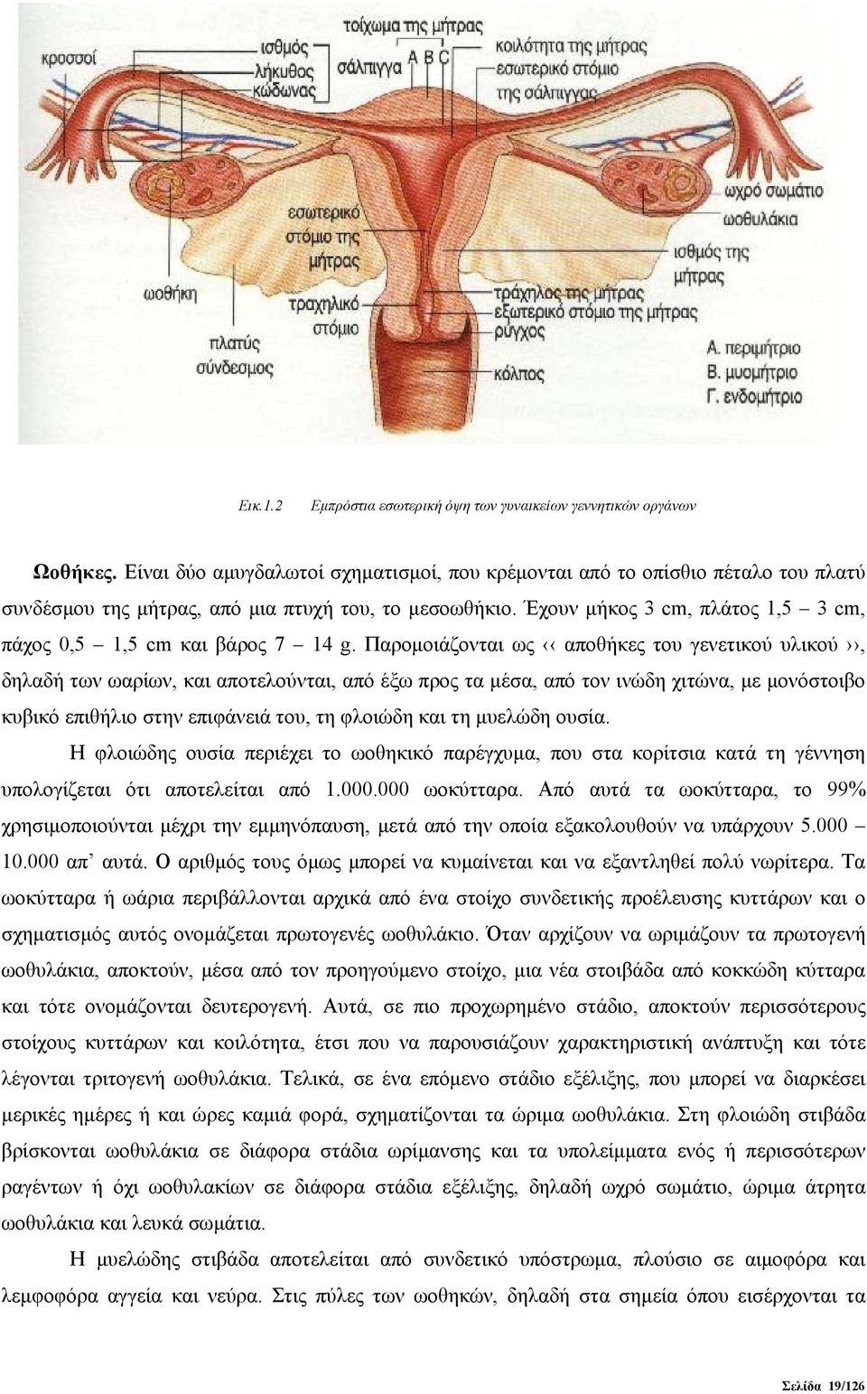 Έχουν μήκος 3 cm, πλάτος 1,5 3 cm, πάχος 0,5 1,5 cm και βάρος 7 14 g.