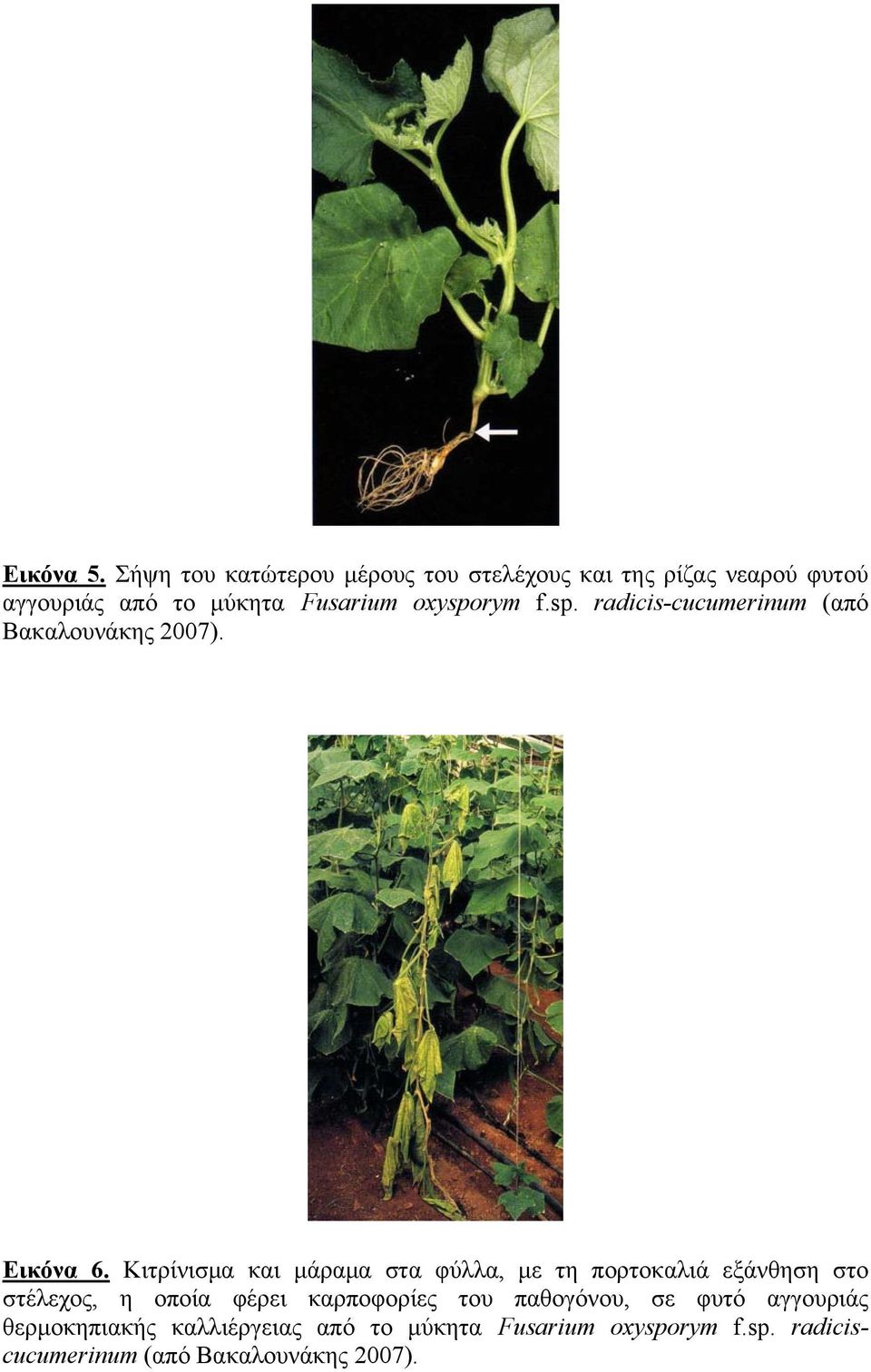 oxysporym f.sp. radicis-cucumerinum (από Βακαλουνάκης 2007). Εικόνα 6.