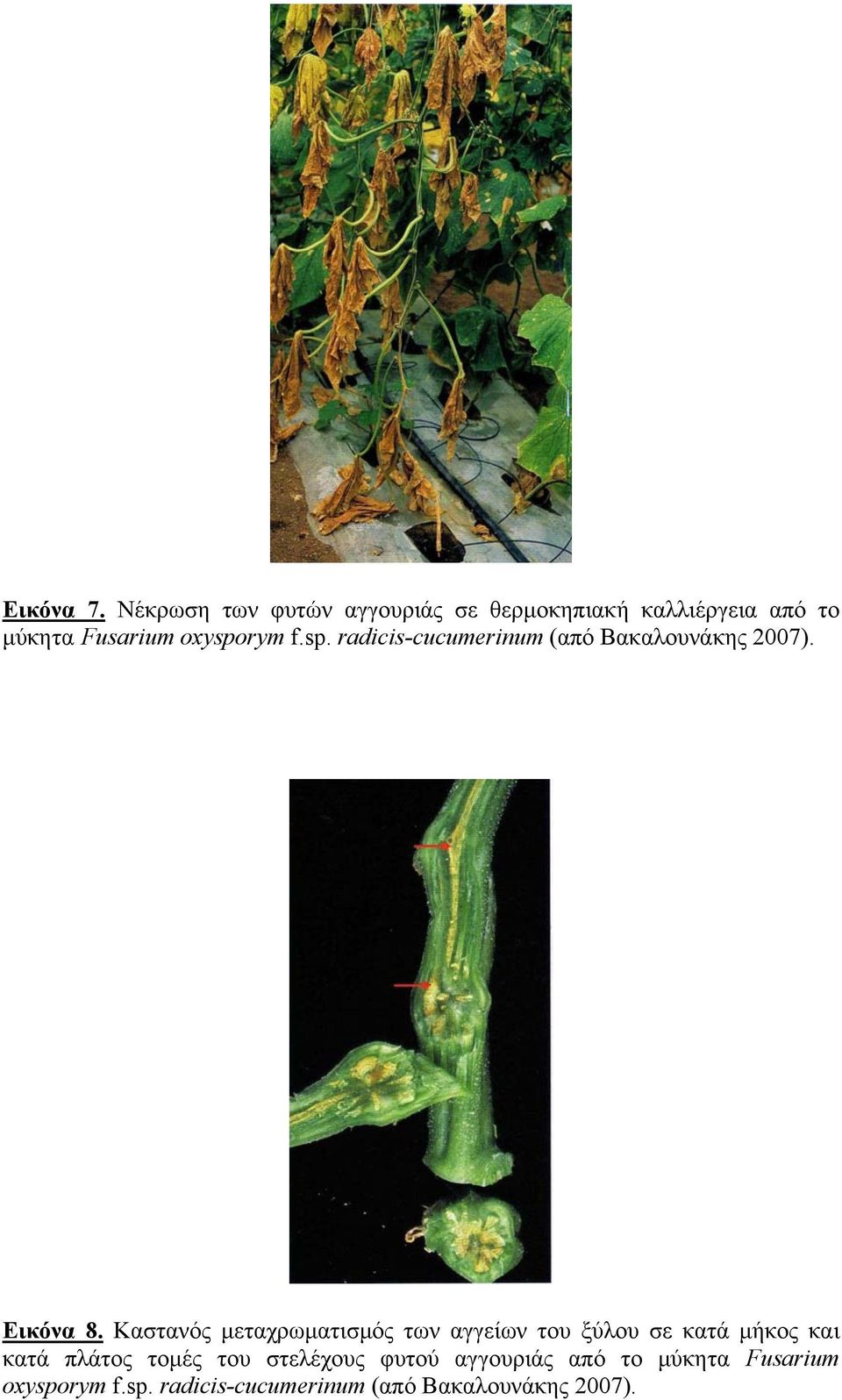 f.sp. radicis-cucumerinum (από Βακαλουνάκης 2007). Εικόνα 8.