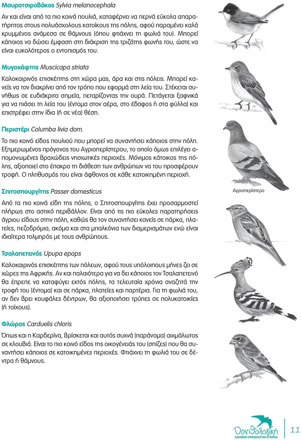 Μυγοχάφτης Muscicapa striata Καλοκαιρινός επισκέπτης στη χώρα μας, άρα και στις πόλεις. Μπορεί κανείς να τον διακρίνει από τον τρόπο που εφορμά στη λεία του.