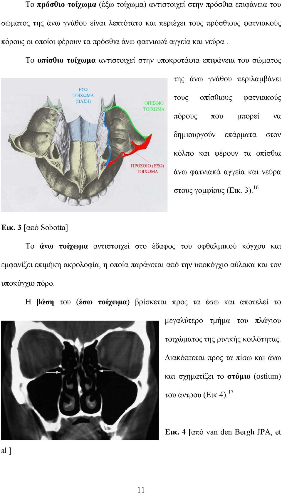 Το οπίσθιο τοίχωµα αντιστοιχεί στην υποκροτάφια επιφάνεια του σώµατος της άνω γνάθου περιλαµβάνει τους οπίσθιους φατνιακούς πόρους που µπορεί να δηµιουργούν επάρµατα στον κόλπο και φέρουν τα οπίσθια