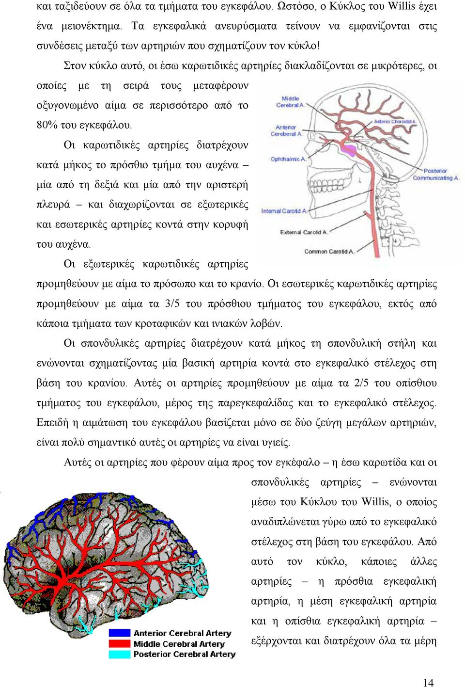 Στον κύκλο αυτό, οι έσω καρωτιδικές αρτηρίες διακλαδίζονται σε μικρότερες, οι οποίες με τη σειρά τους μεταφέρουν οξυγονωμένο αίμα σε περισσότερο από το 80% του εγκεφάλου.