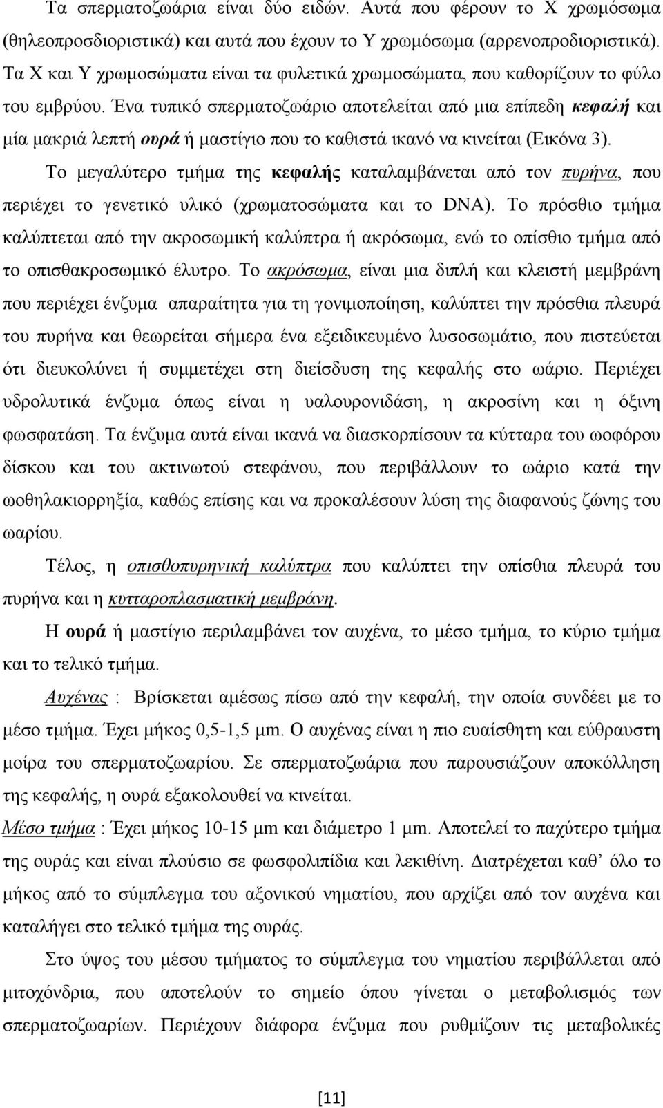 Ένα τυπικό σπερματοζωάριο αποτελείται από μια επίπεδη κεφαλή και μία μακριά λεπτή ουρά ή μαστίγιο που το καθιστά ικανό να κινείται (Εικόνα 3).